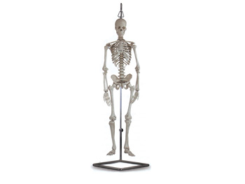 SKELETON MINI WITH ARTICULATION JOINTS AND STAND